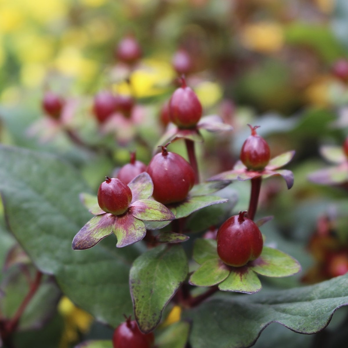 Hypericum inodorum 'Magical Universe'